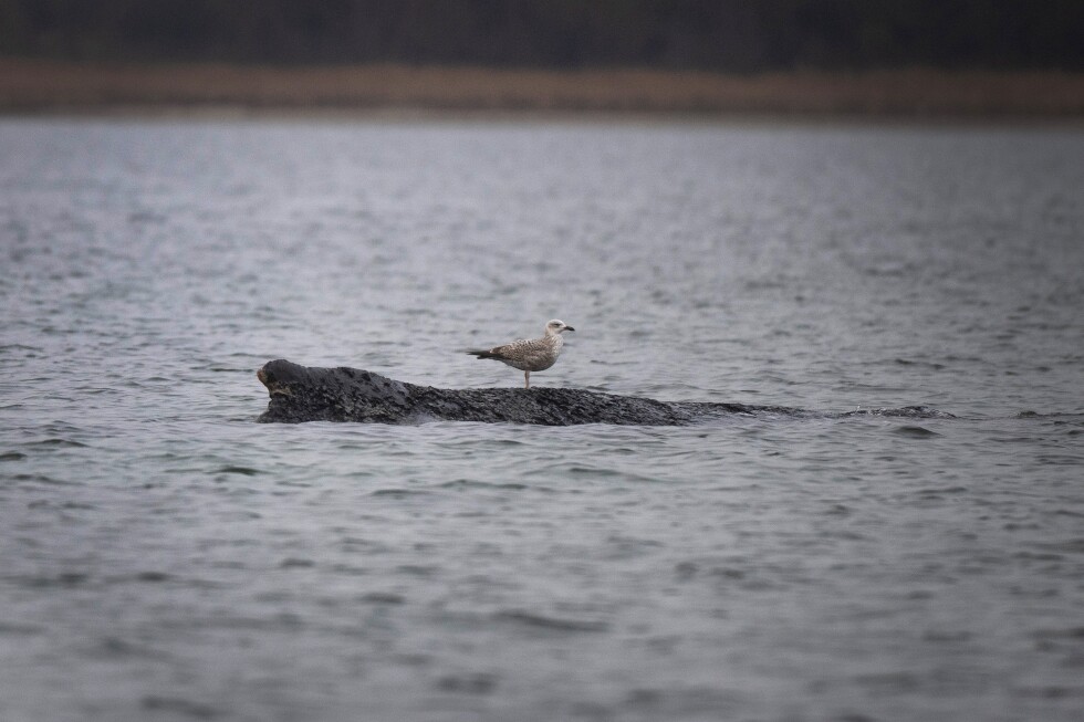 Ballena jorobada varada en Alemania: cada vez más débil