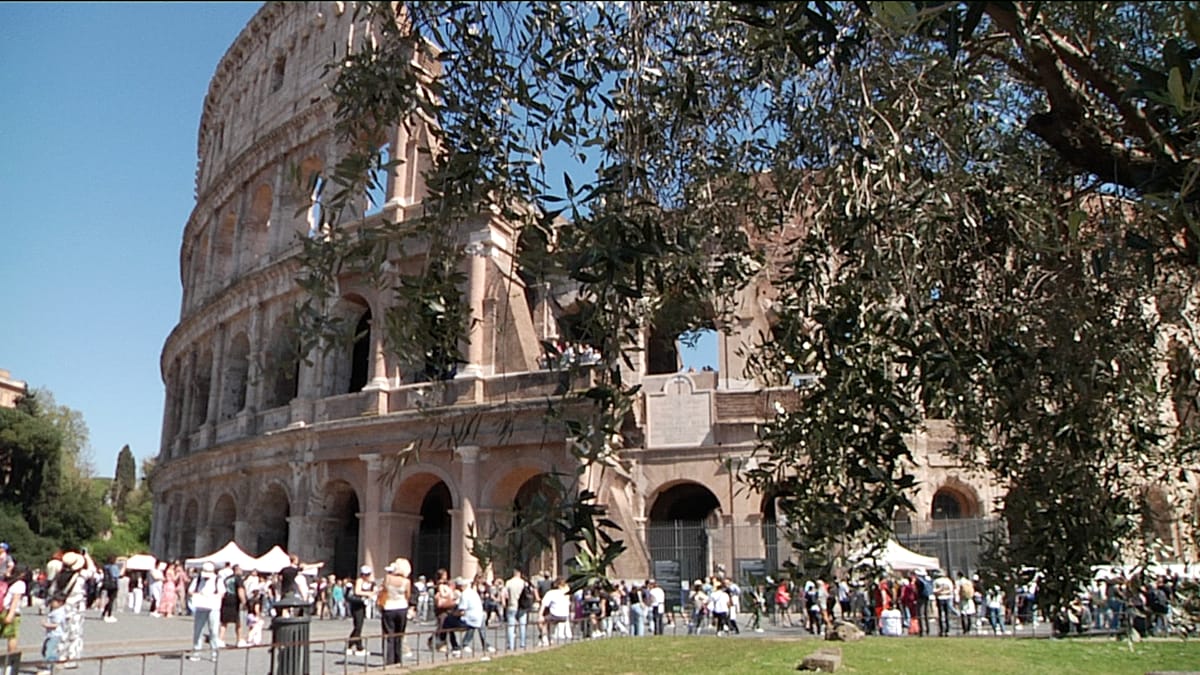 Olivos en el Coliseo: Roma cosecha aceite entre ruinas históricas