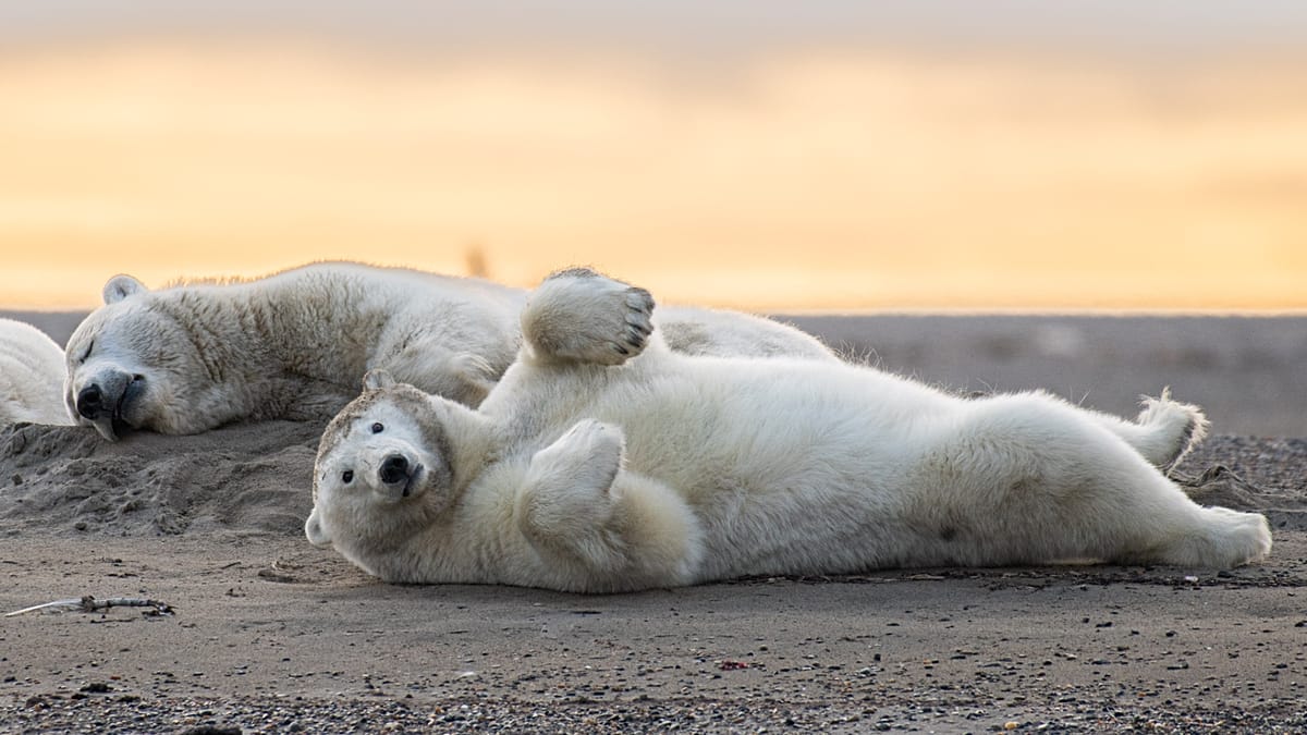 Osos polares invaden un pueblo ártico de Alaska: ¿volverá el turismo millonario?