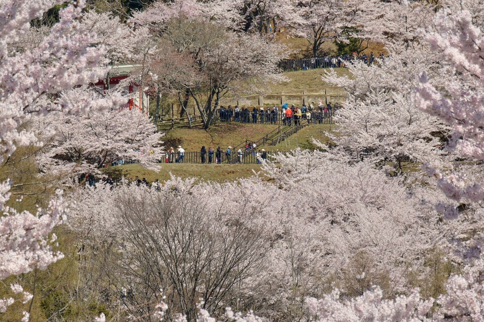 Monte Fuji asfixiado: Japón cancela festival por turistas descontrolados