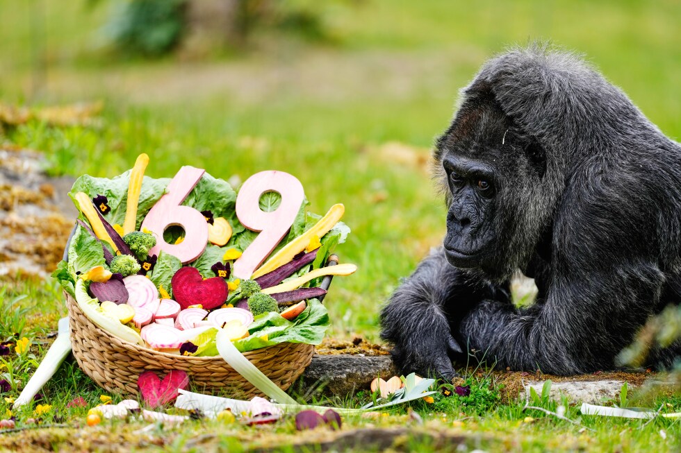 ¡Fatou, la gorila más longeva del mundo, sopla 69 velas en Berlín!