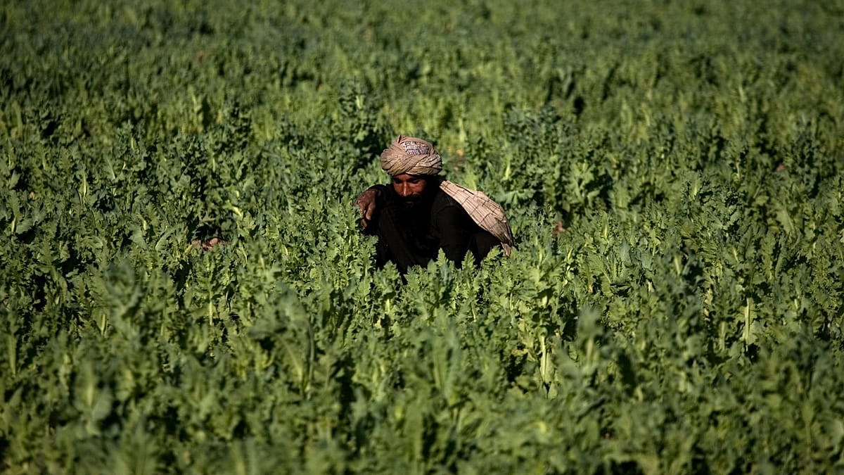 Pakistán destruye campos de opio: la pobreza que obliga a cultivarlo