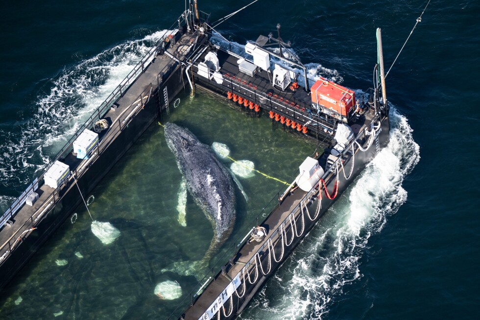 ¡Timmy la ballena viaja en barcaza hacia el Mar del Norte!